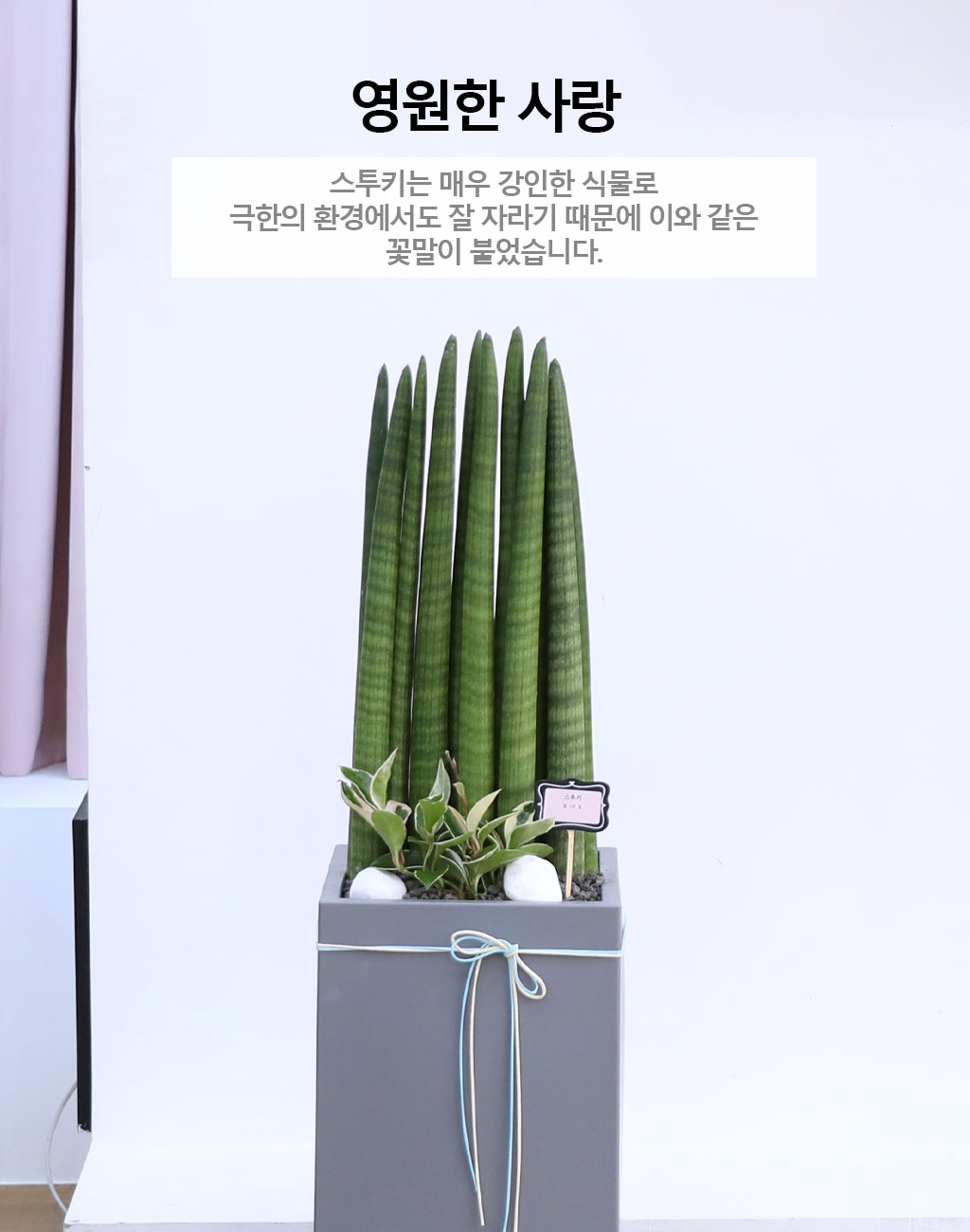 변함없는 사랑과 인내를 상징하는 식물 - 스투키(중)