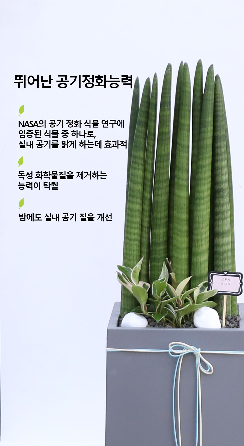 변함없는 사랑과 인내를 상징하는 식물 - 스투키(중)