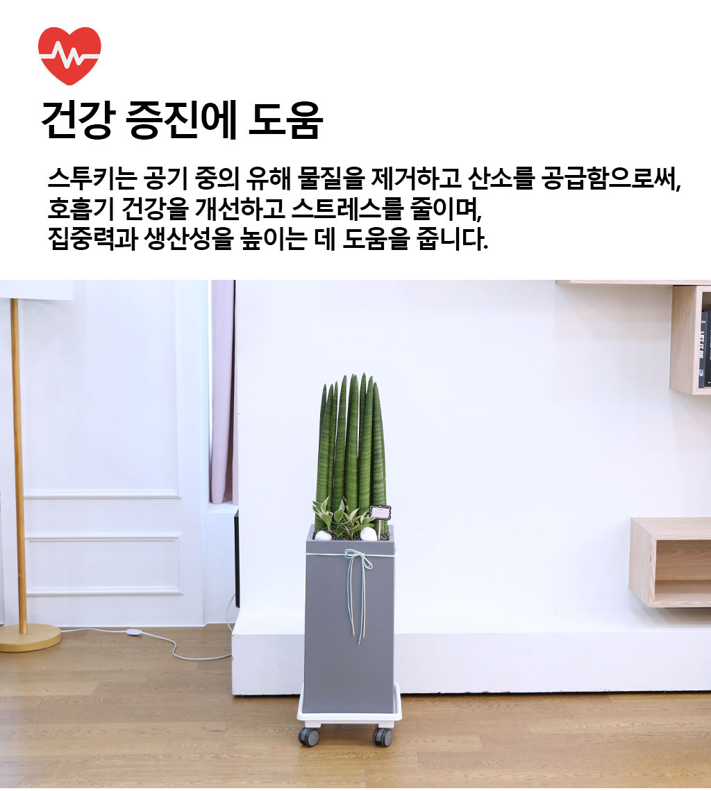 변함없는 사랑과 인내를 상징하는 식물 - 스투키(중)