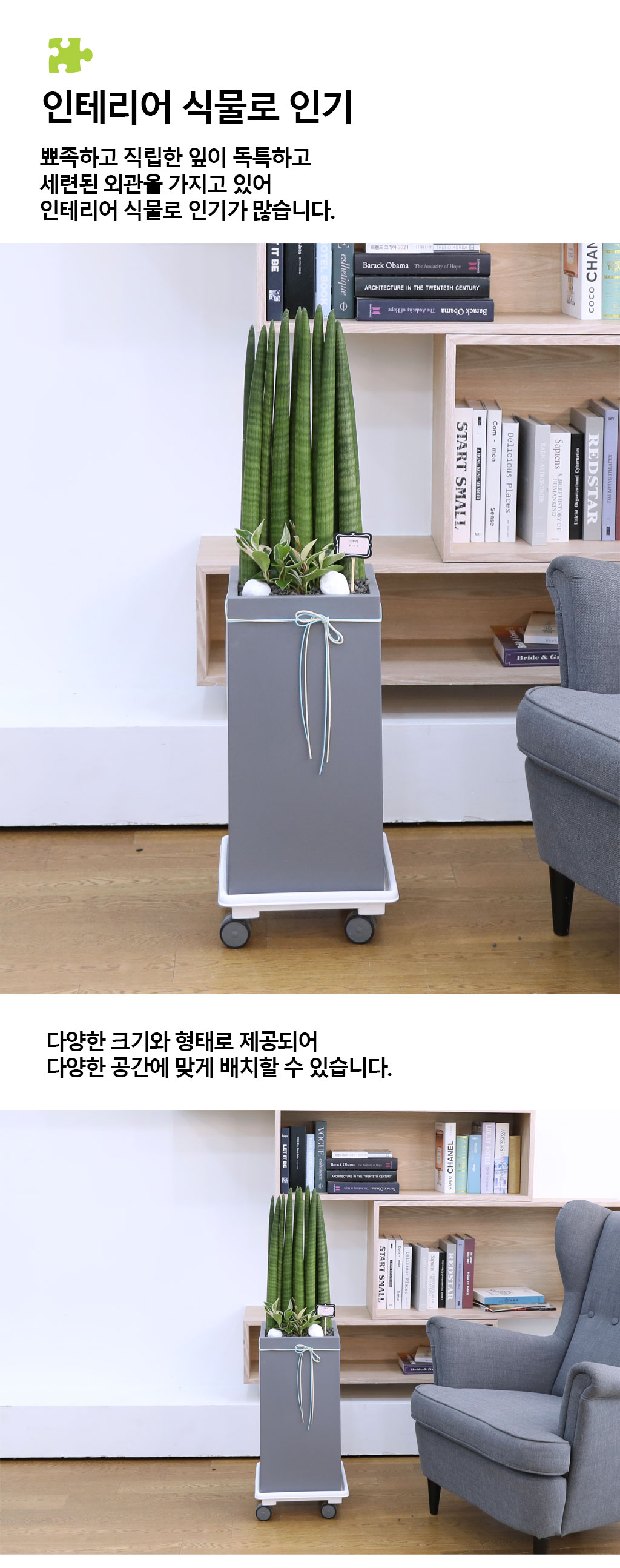 변함없는 사랑과 인내를 상징하는 식물 - 스투키(중)