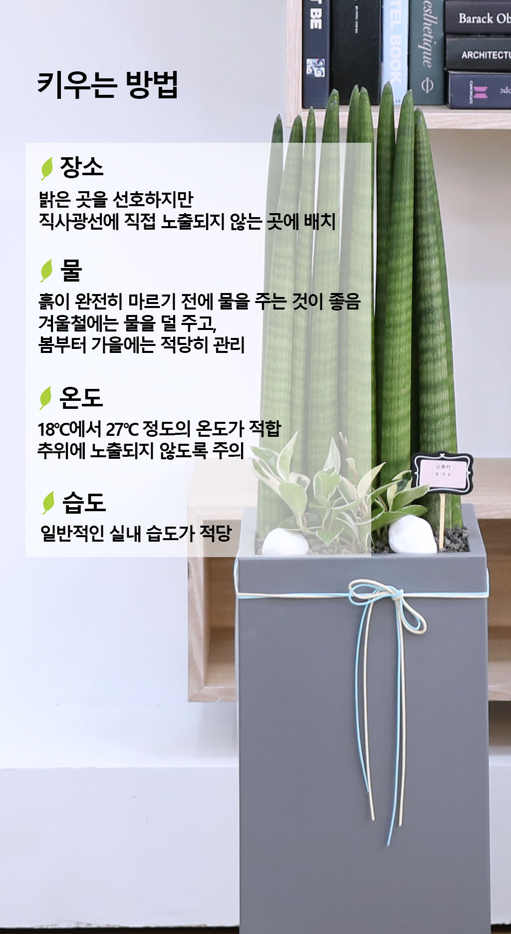 변함없는 사랑과 인내를 상징하는 식물 - 스투키(중)