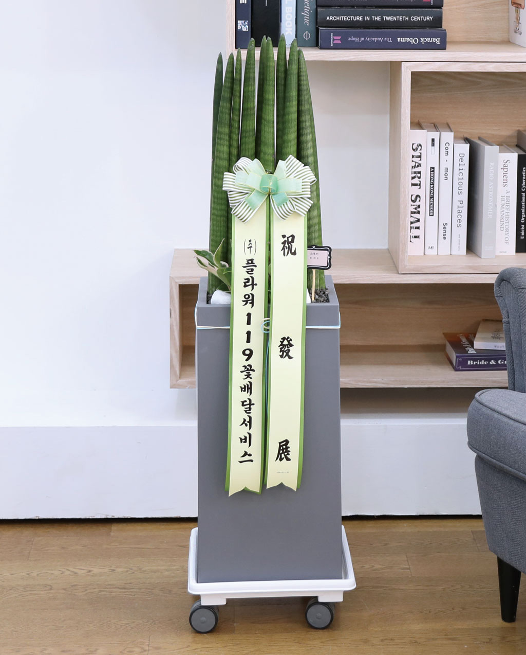 변함없는 사랑과 인내를 상징하는 식물 - 스투키(중)