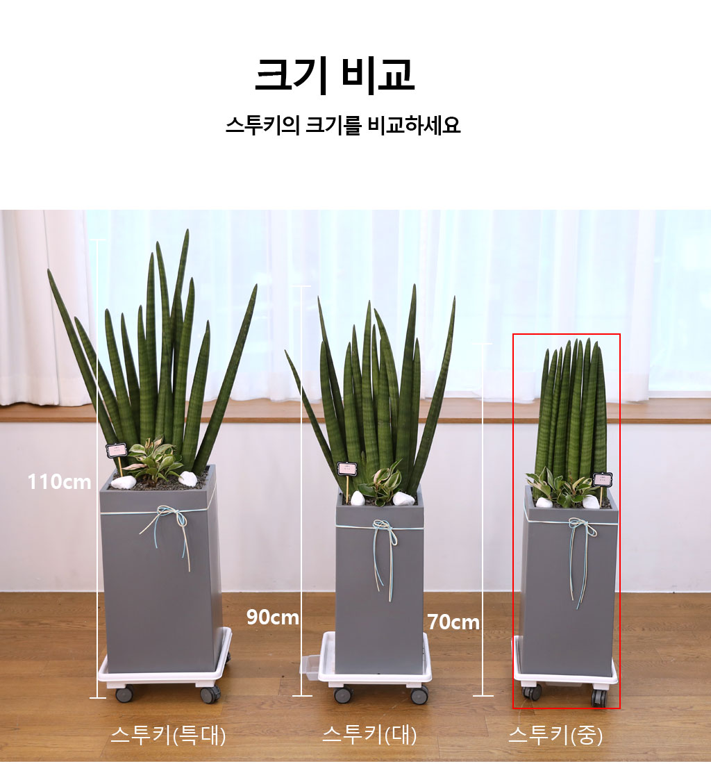 변함없는 사랑과 인내를 상징하는 식물 - 스투키(중)