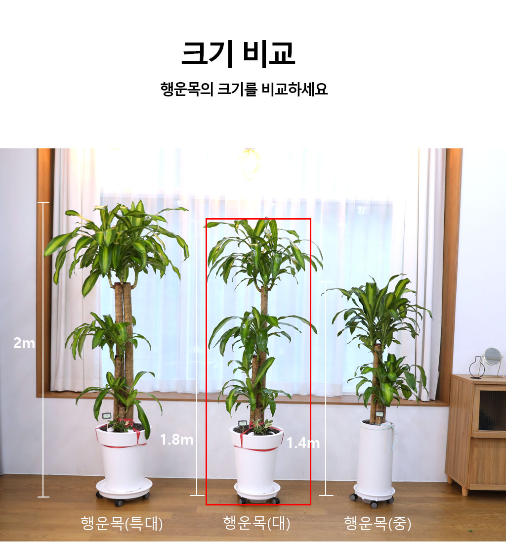 행운을 불러오는 아름다운 실내식물 - 행운목(대)