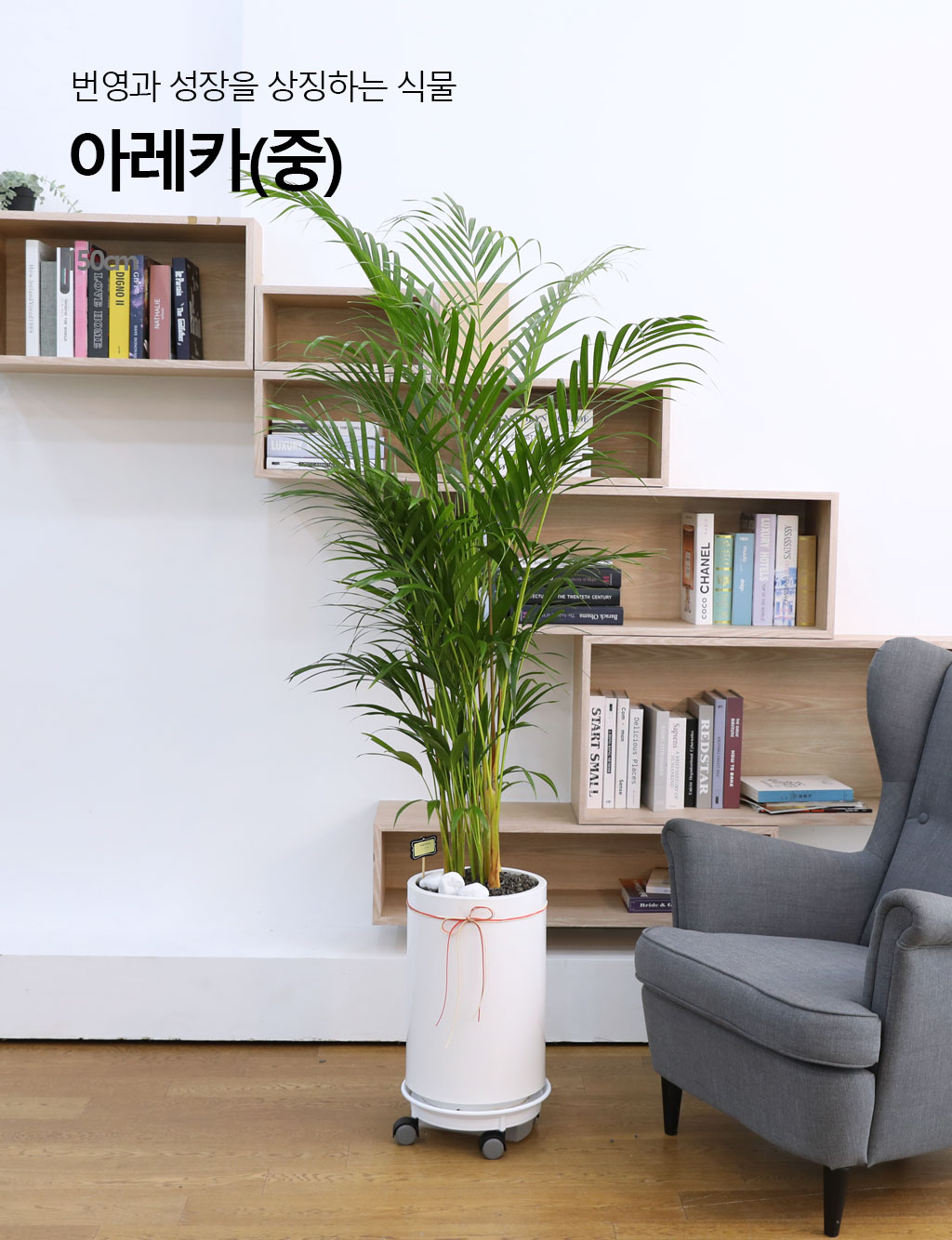 번영과 성장을 상징하는 식물 - 아레카(중)