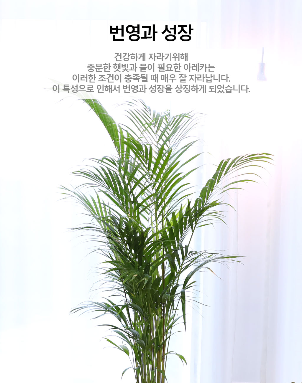번영과 성장을 상징하는 식물 - 아레카(중)