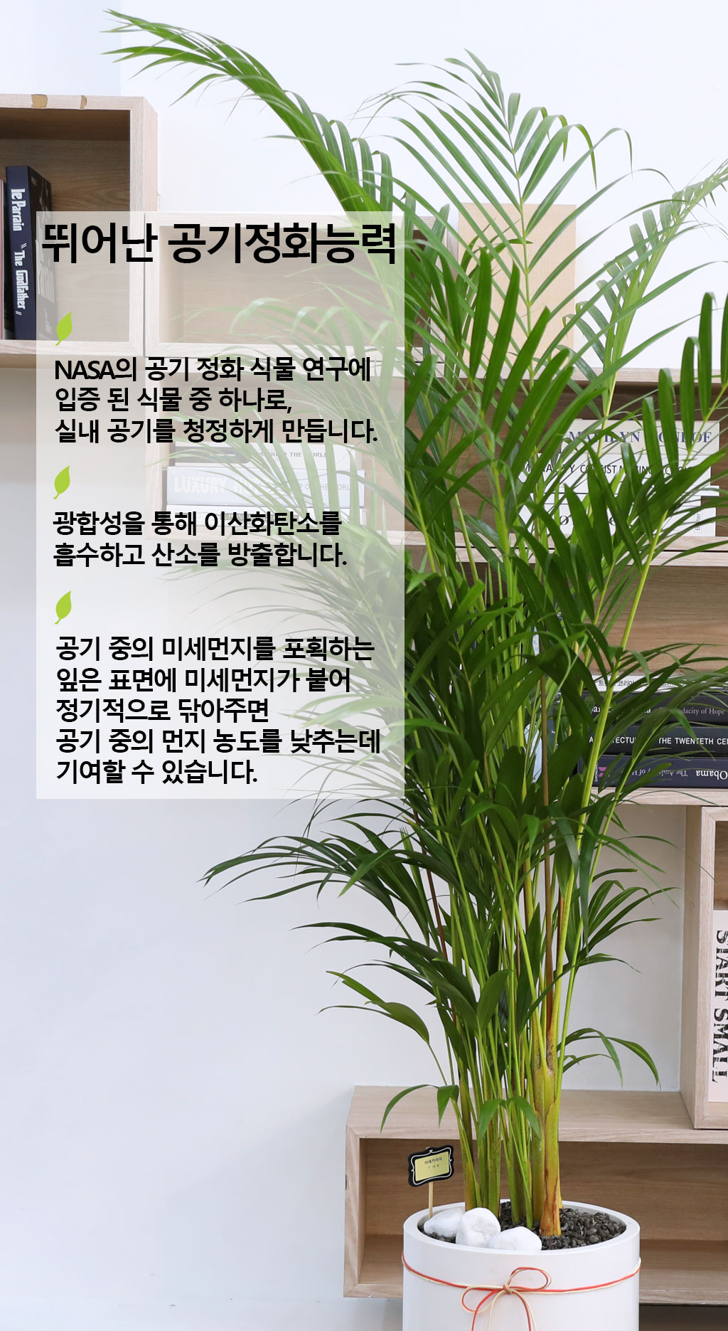 번영과 성장을 상징하는 식물 - 아레카(중)