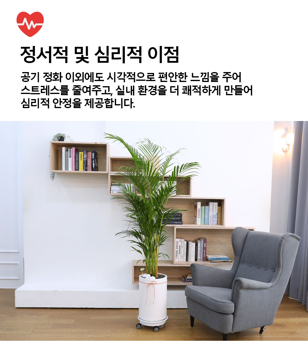 번영과 성장을 상징하는 식물 - 아레카(중)
