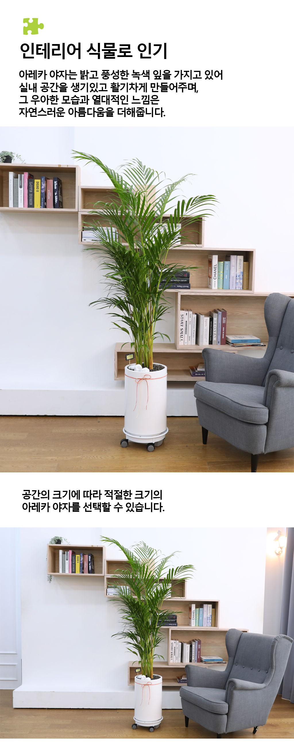 번영과 성장을 상징하는 식물 - 아레카(중)