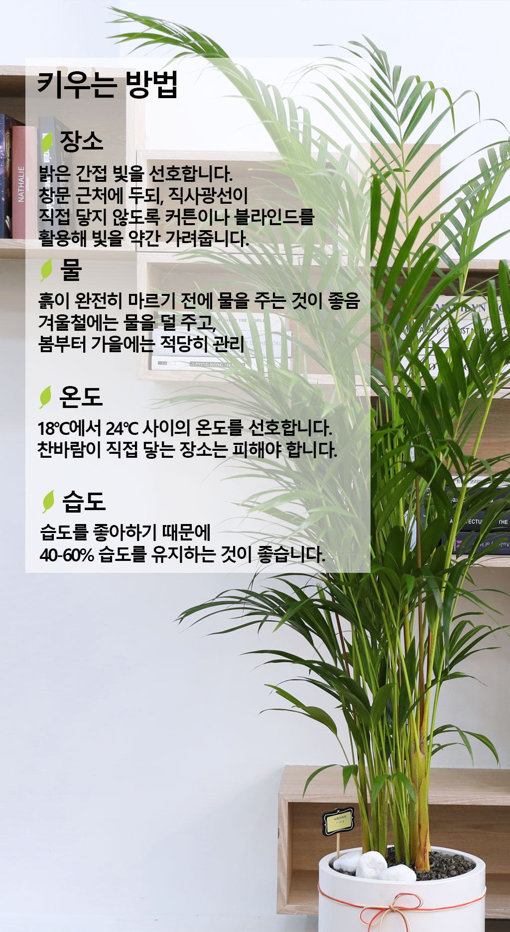 번영과 성장을 상징하는 식물 - 아레카(중)