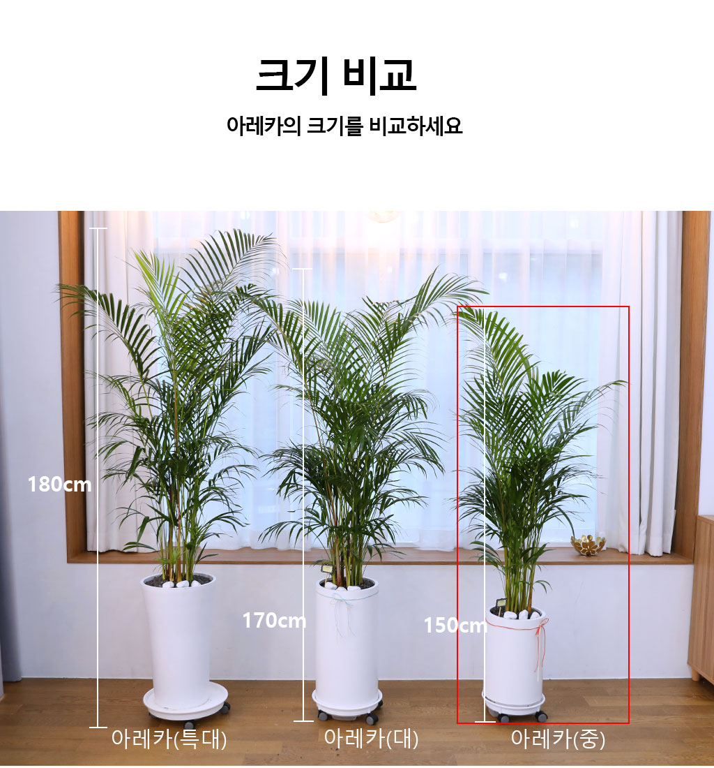 번영과 성장을 상징하는 식물 - 아레카(중)