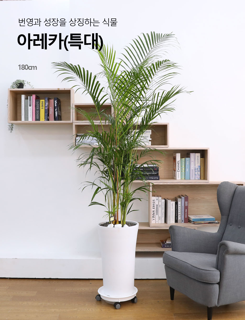 번영과 성장을 상징하는 식물 - 아레카(특)