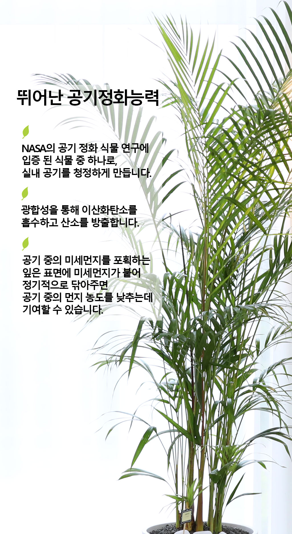 번영과 성장을 상징하는 식물 - 아레카(특)