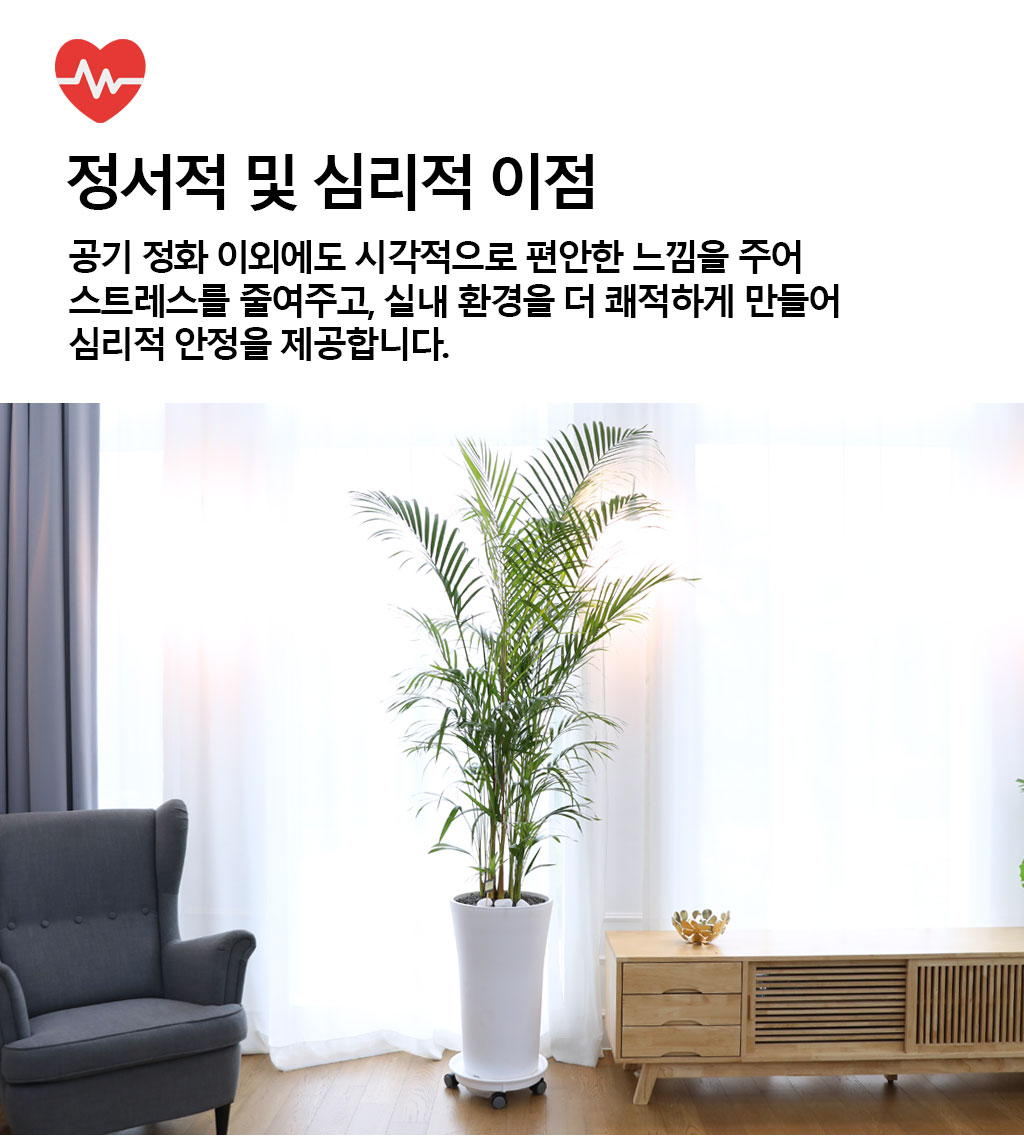 번영과 성장을 상징하는 식물 - 아레카(특)