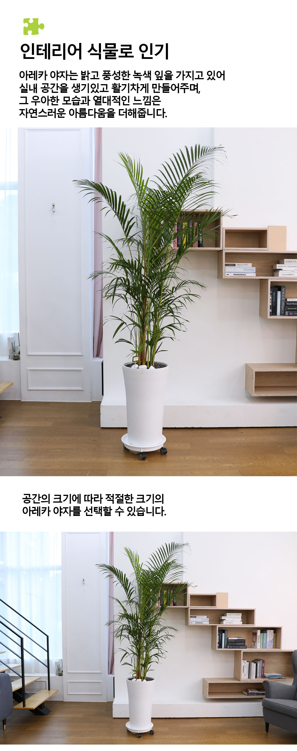 번영과 성장을 상징하는 식물 - 아레카(특)