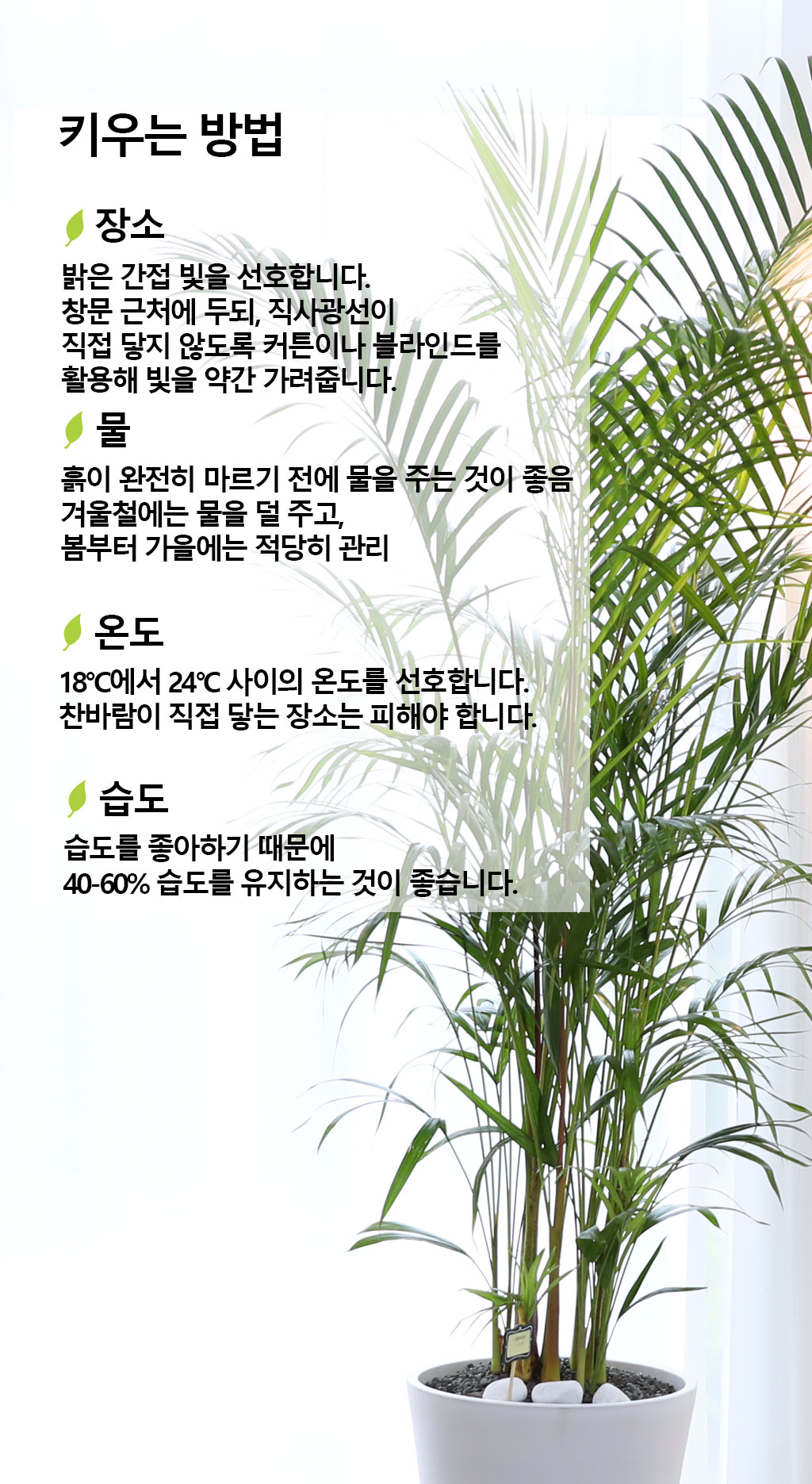 번영과 성장을 상징하는 식물 - 아레카(특)