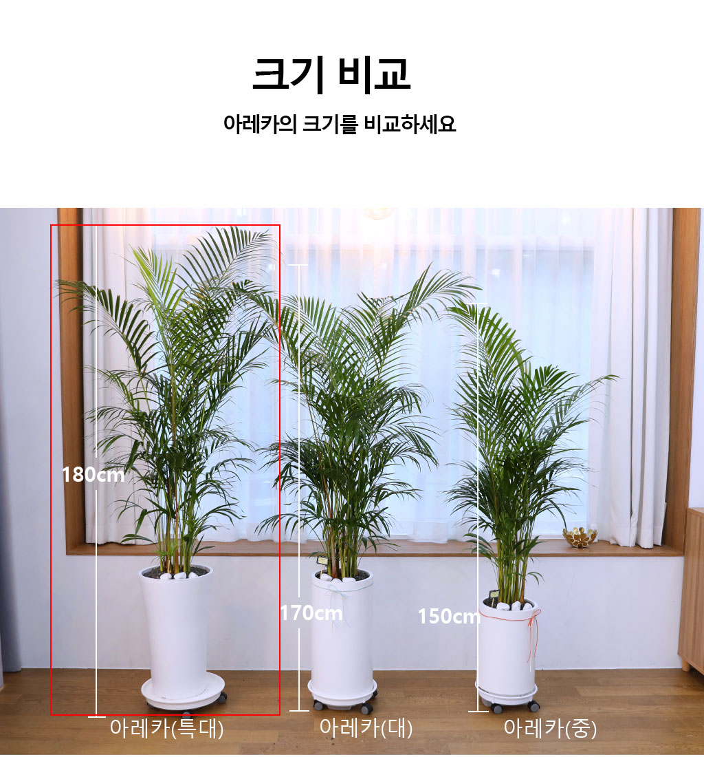 번영과 성장을 상징하는 식물 - 아레카(특)