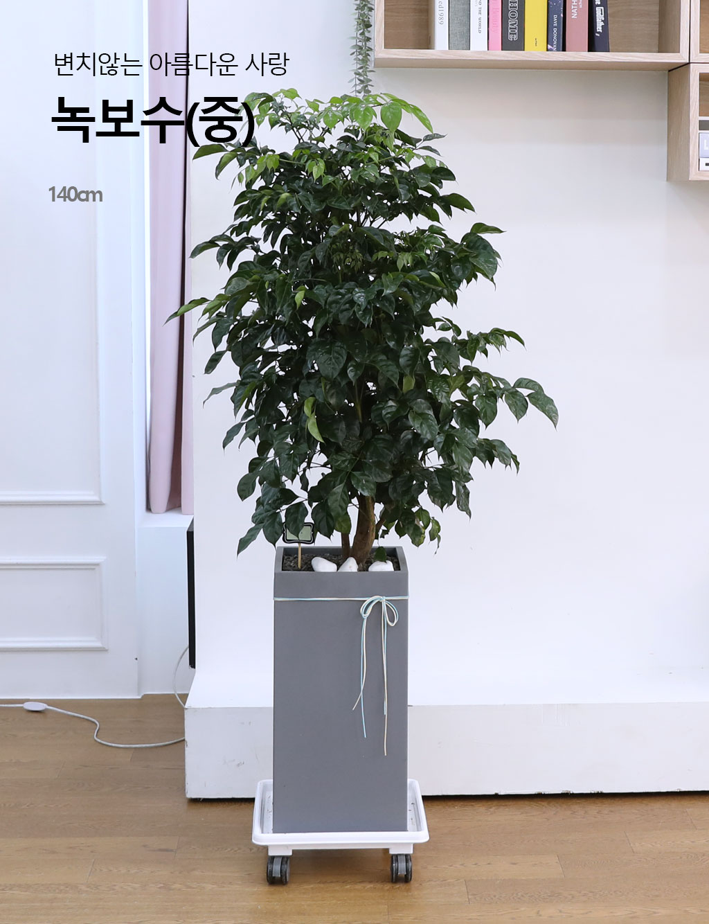 변치않는 아름다운 사랑 - 녹보수(중)