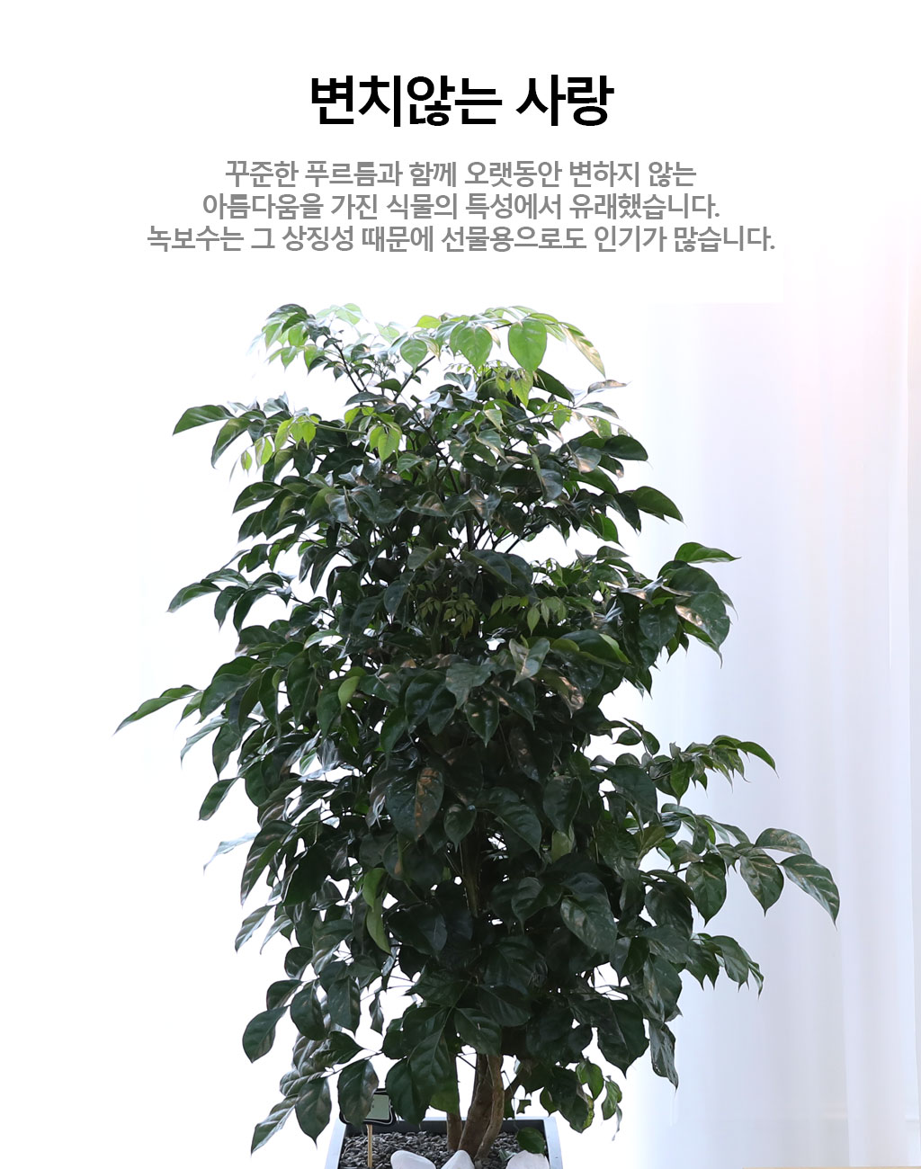 변치않는 아름다운 사랑 - 녹보수(중)
