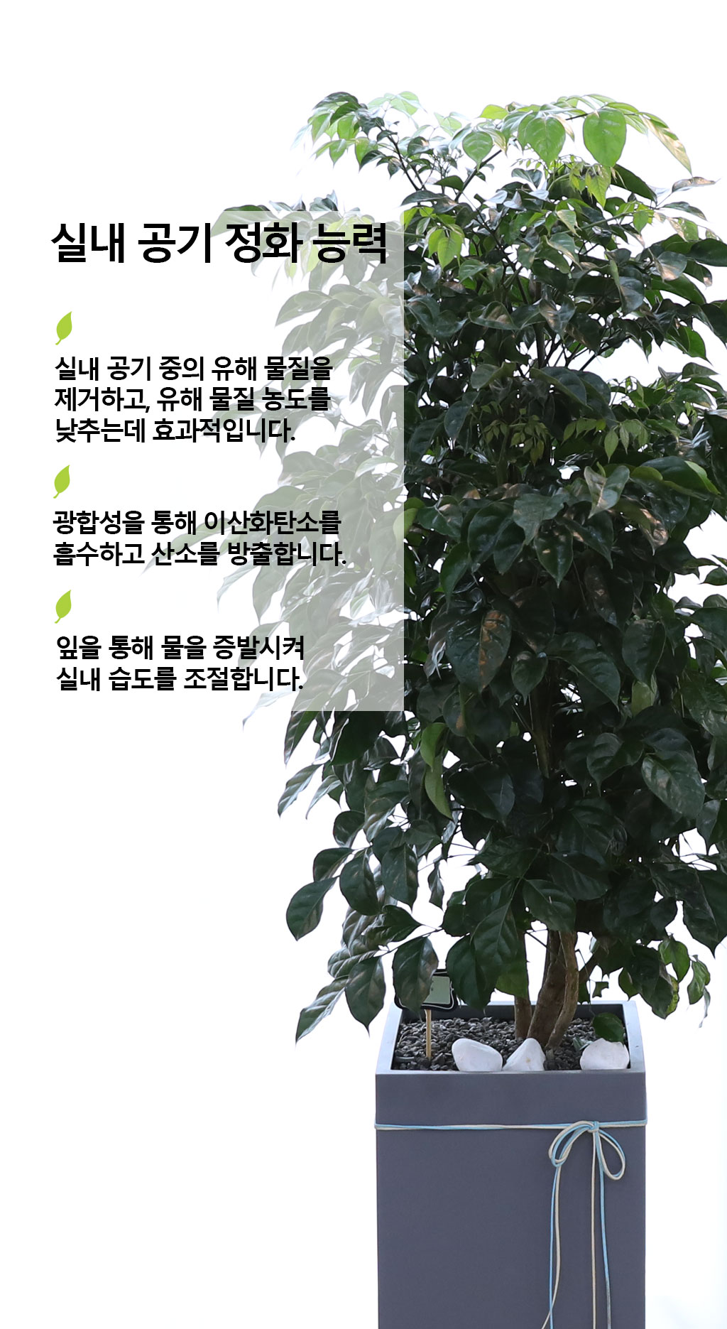 변치않는 아름다운 사랑 - 녹보수(중)