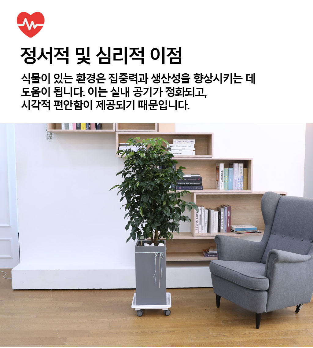 변치않는 아름다운 사랑 - 녹보수(중)