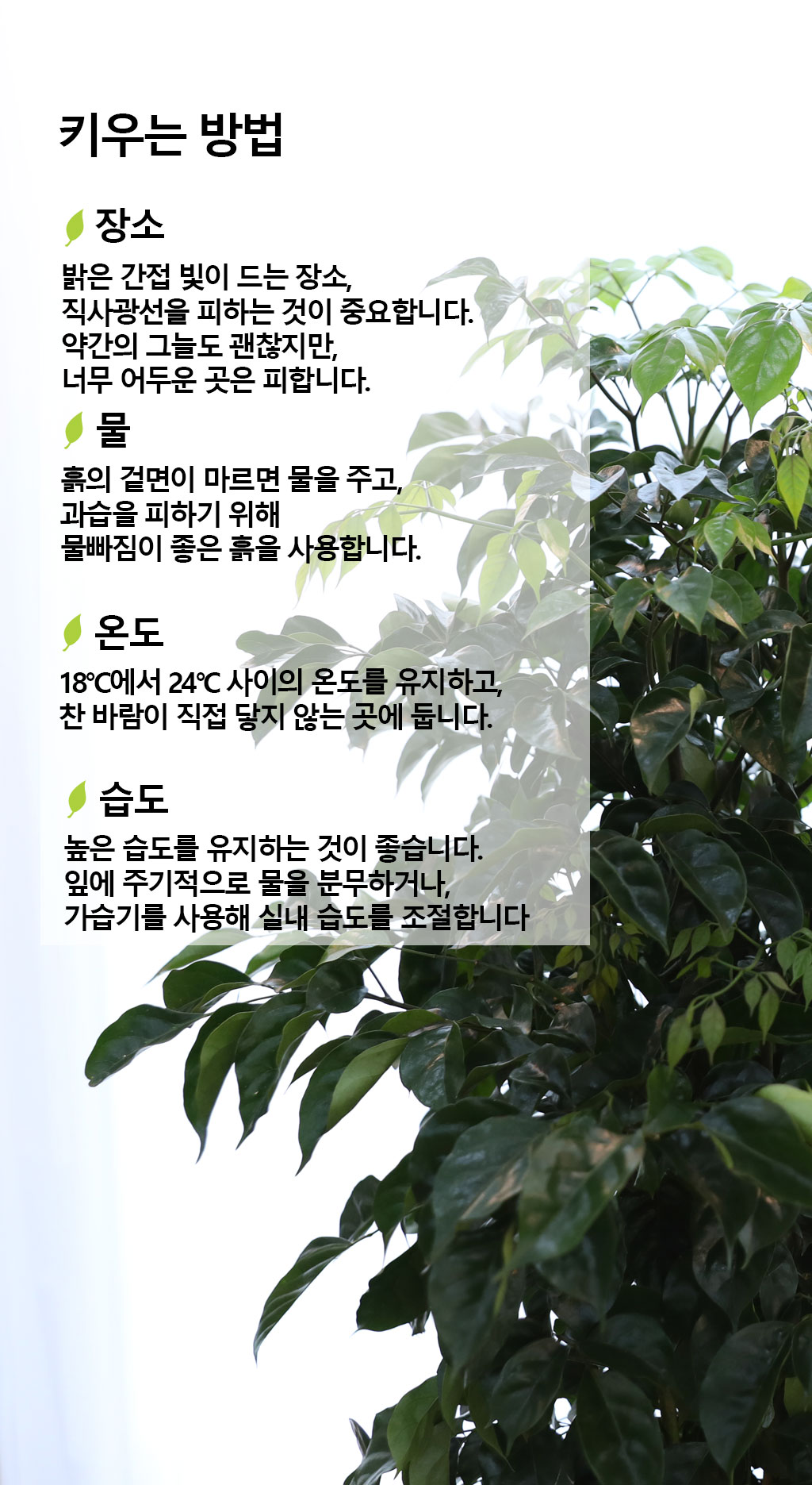 변치않는 아름다운 사랑 - 녹보수(중)