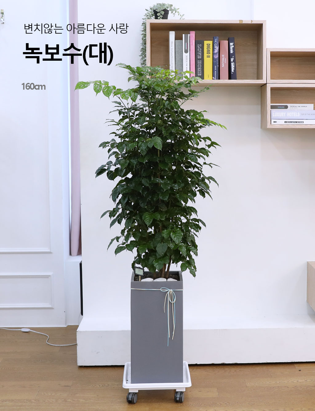 변치않는 아름다운 사랑 - 녹보수(대)