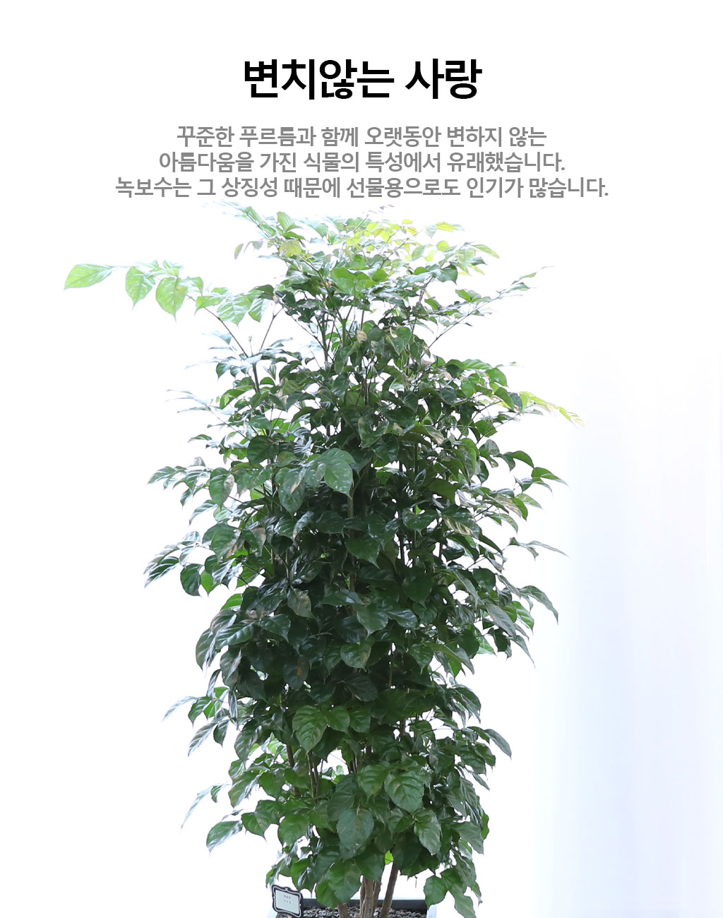 변치않는 아름다운 사랑 - 녹보수(대)