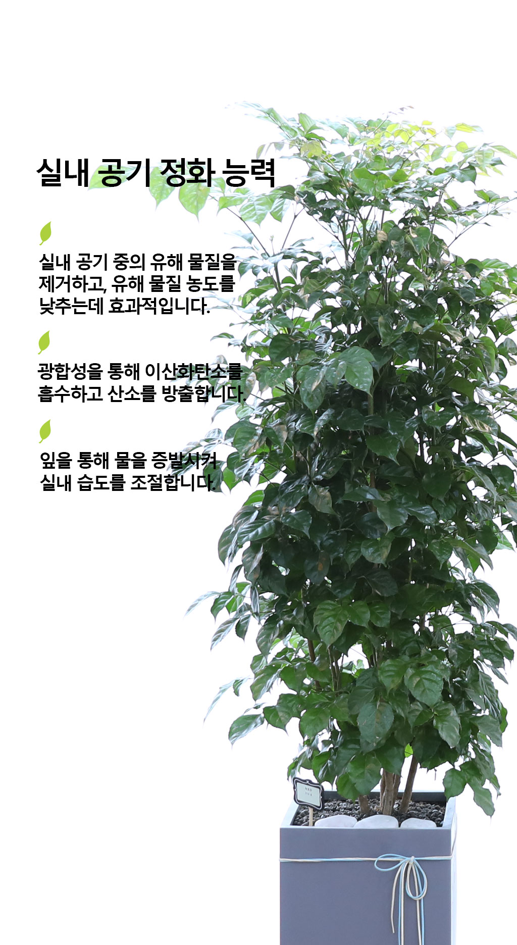 변치않는 아름다운 사랑 - 녹보수(대)