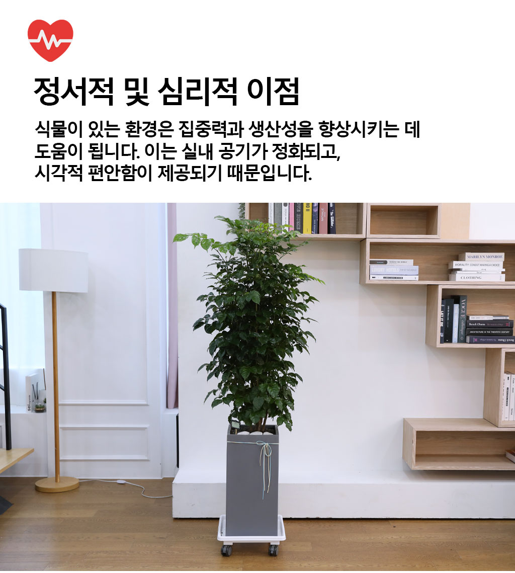 변치않는 아름다운 사랑 - 녹보수(대)