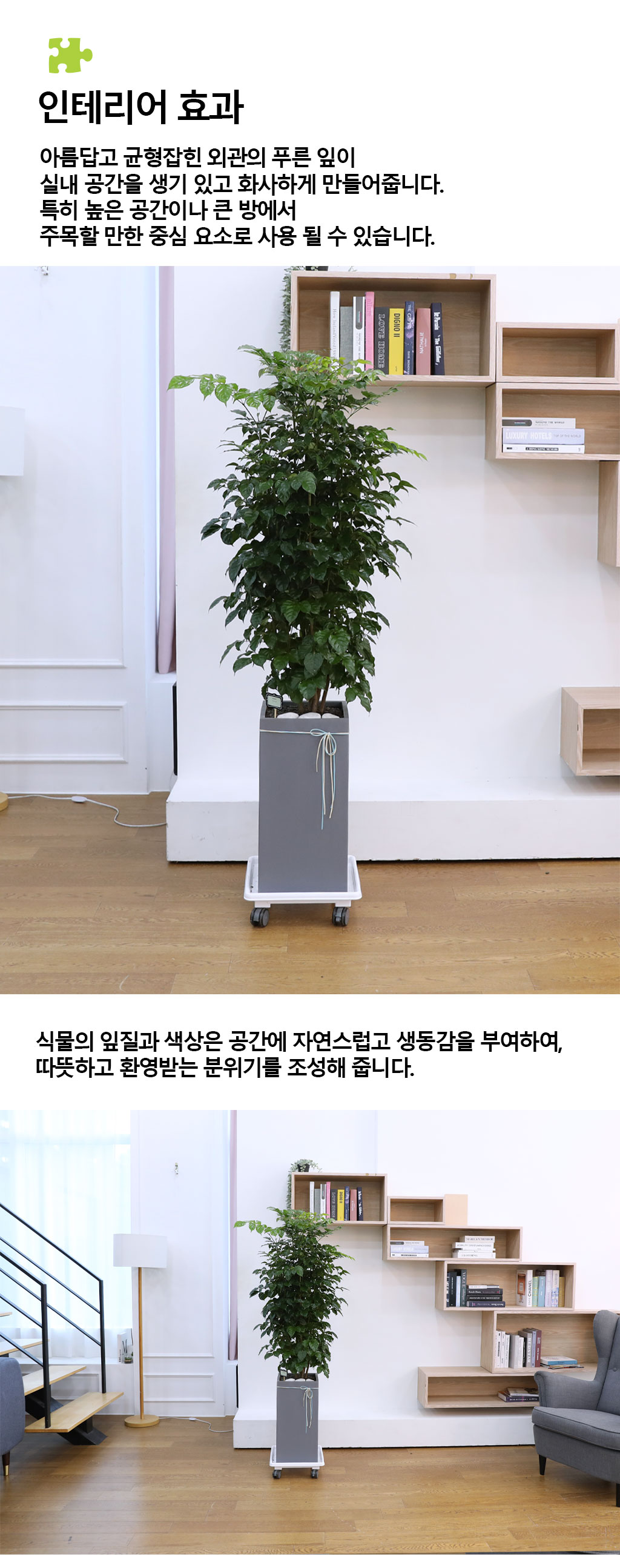 변치않는 아름다운 사랑 - 녹보수(대)