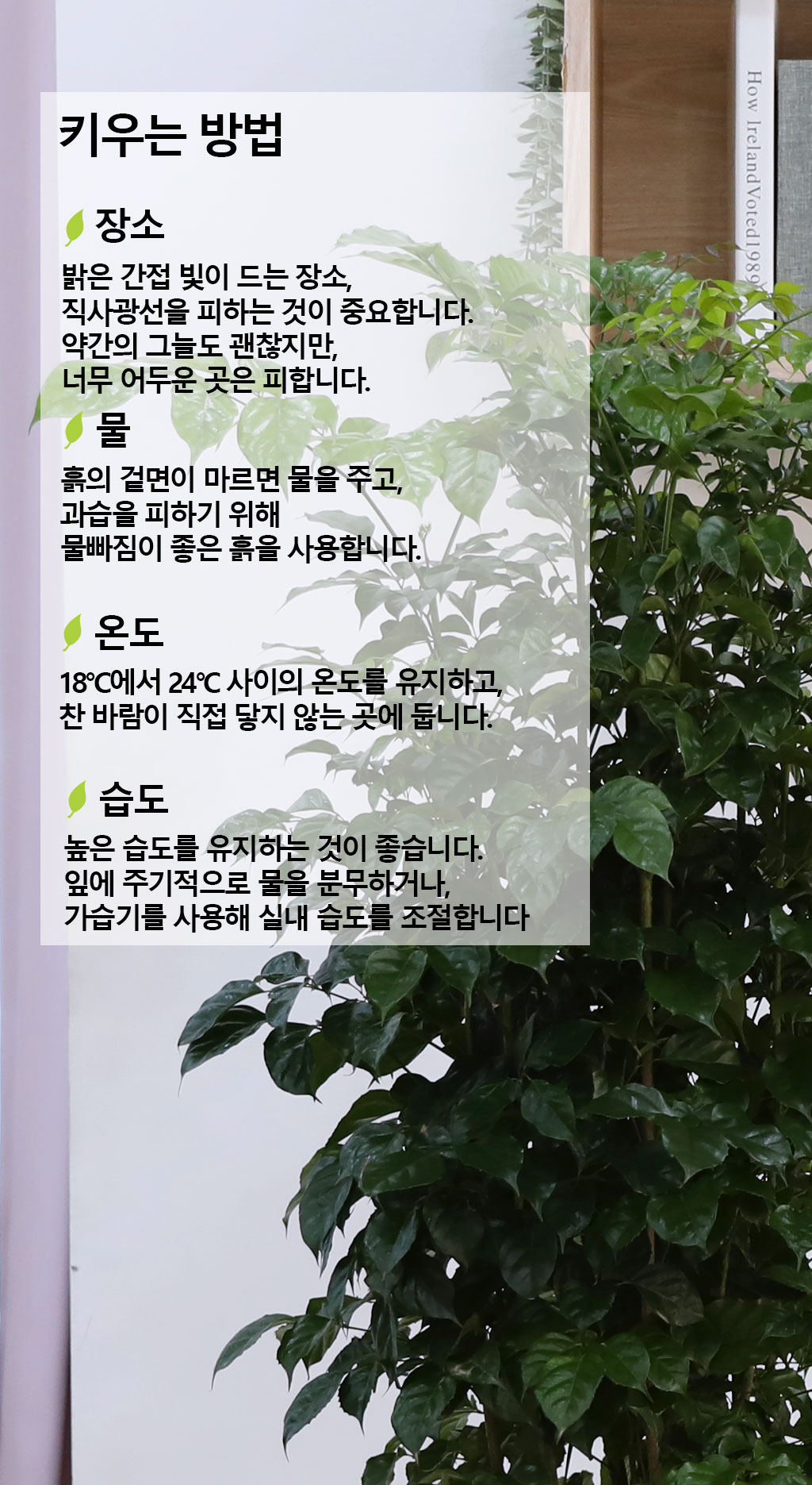 변치않는 아름다운 사랑 - 녹보수(대)