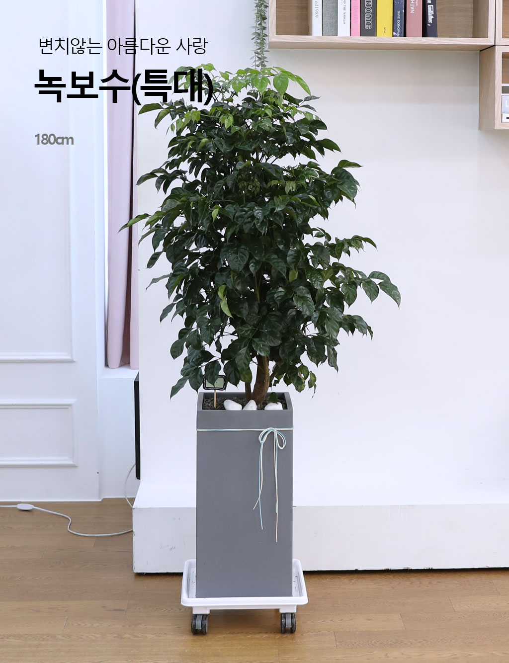 변치않는 아름다운 사랑 - 녹보수(특대)