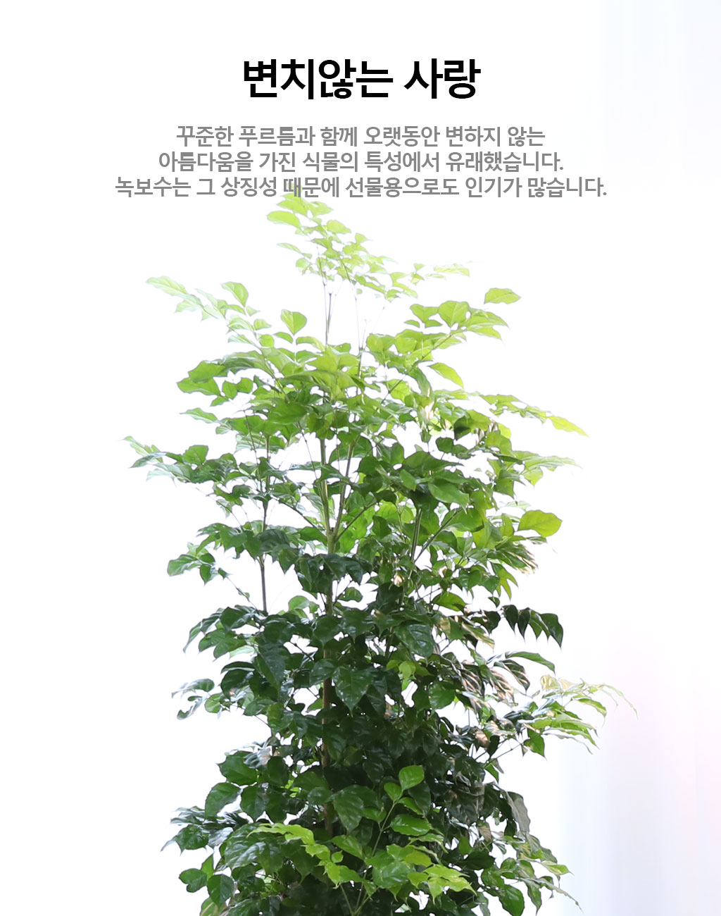 변치않는 아름다운 사랑 - 녹보수(특대)