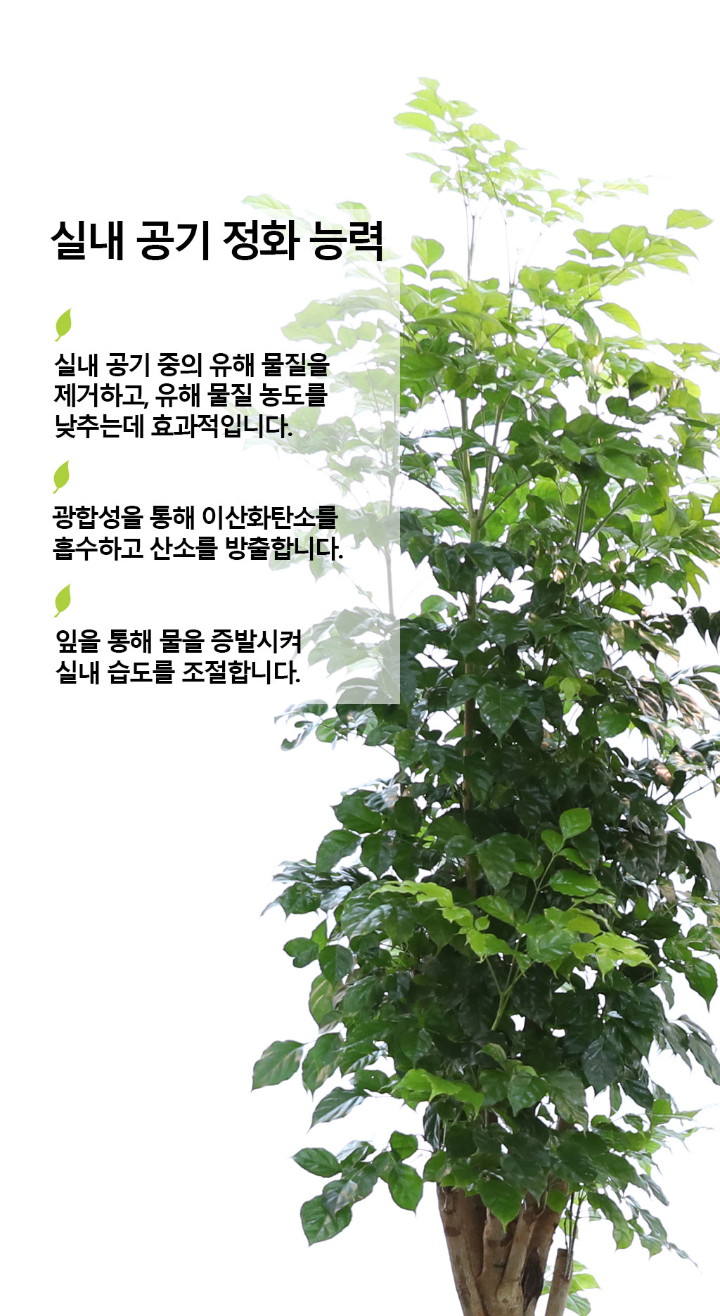 변치않는 아름다운 사랑 - 녹보수(특대)
