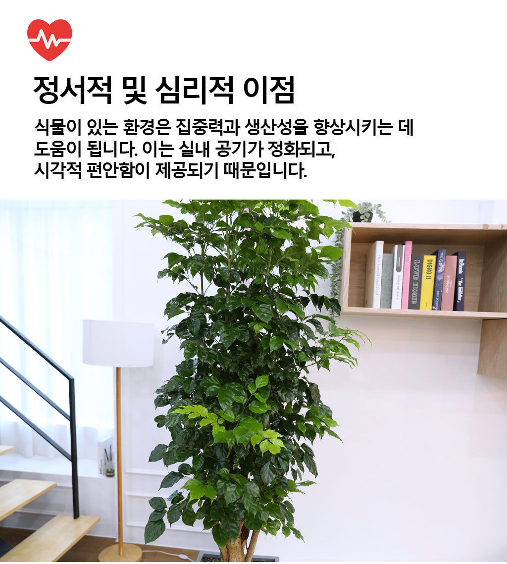 변치않는 아름다운 사랑 - 녹보수(특대)