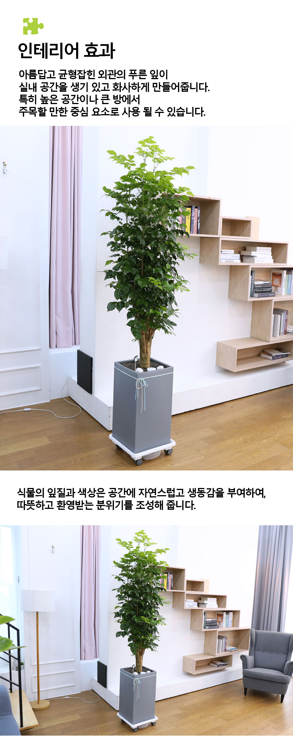 변치않는 아름다운 사랑 - 녹보수(특대)