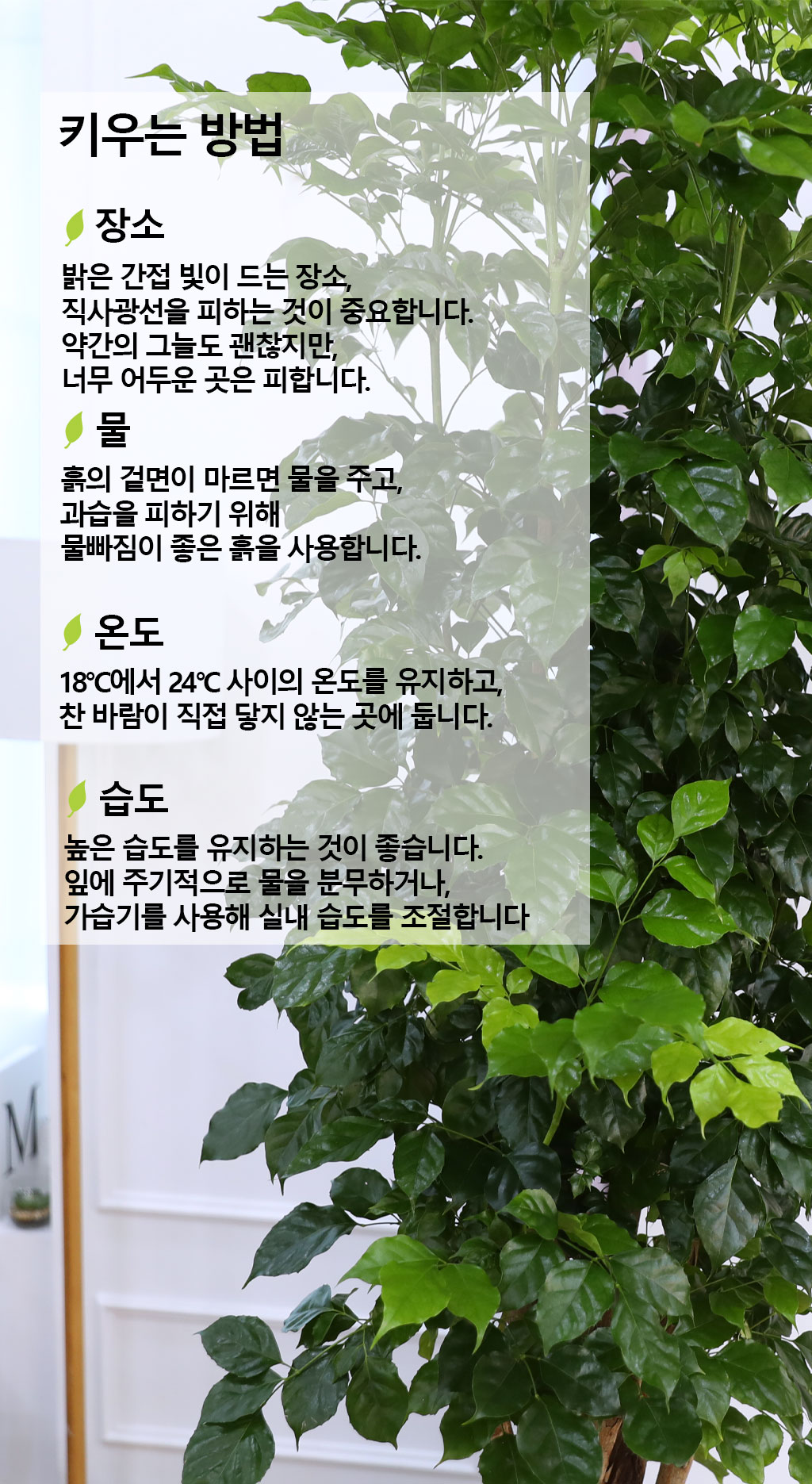 변치않는 아름다운 사랑 - 녹보수(특대)