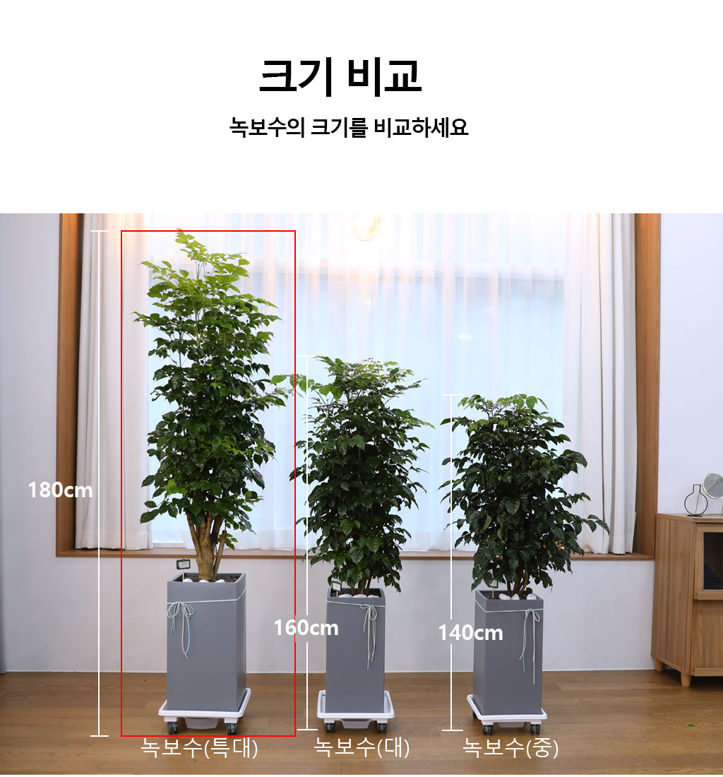 변치않는 아름다운 사랑 - 녹보수(특대)