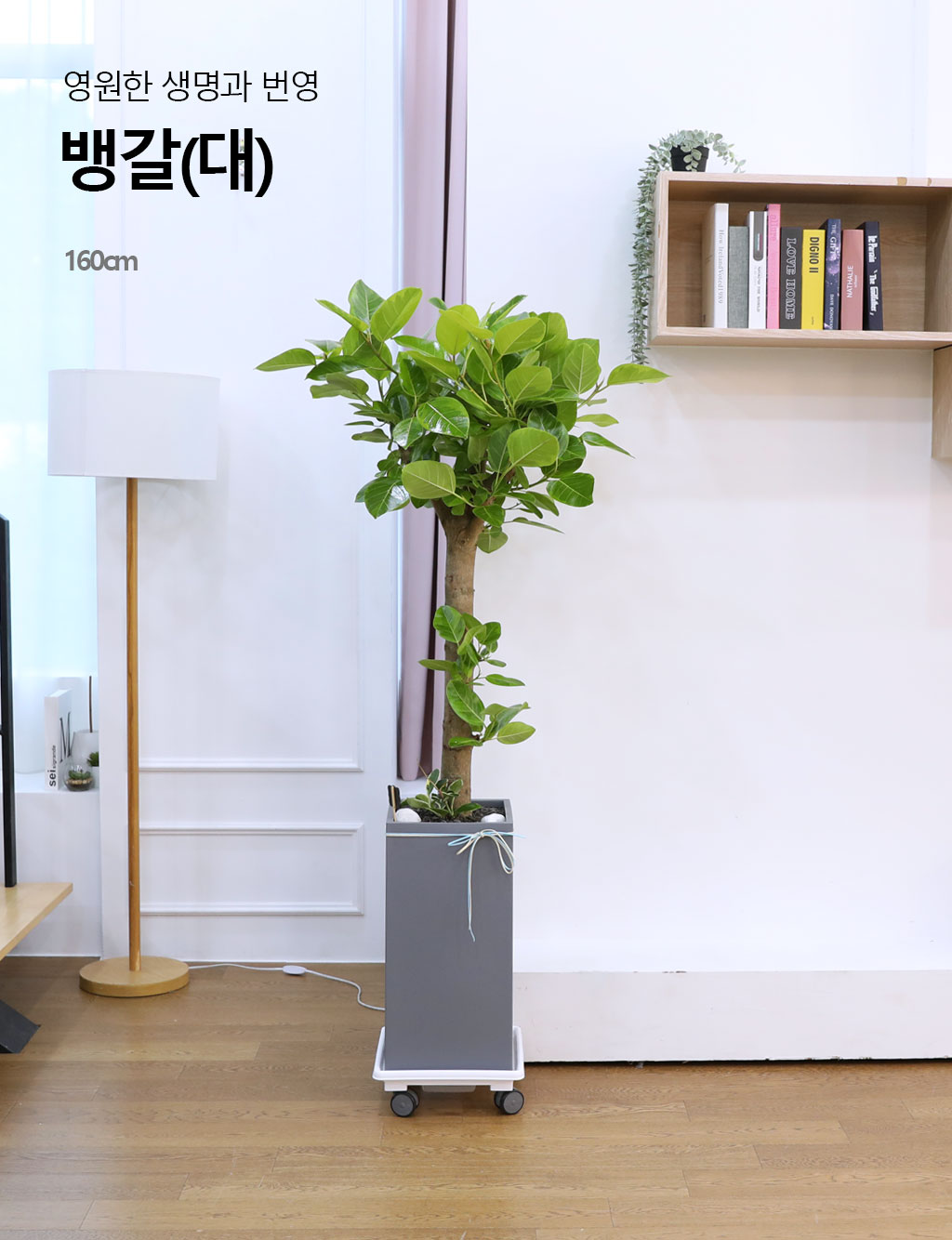 영원한 생명과 번영 - 뱅갈고무나무(대)