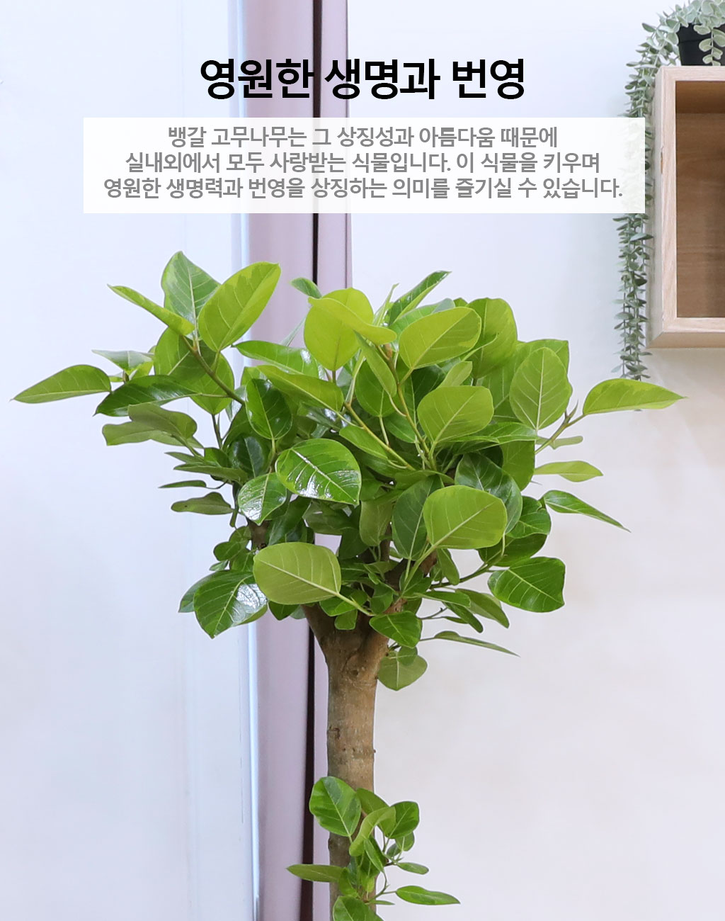 영원한 생명과 번영 - 뱅갈고무나무(대)