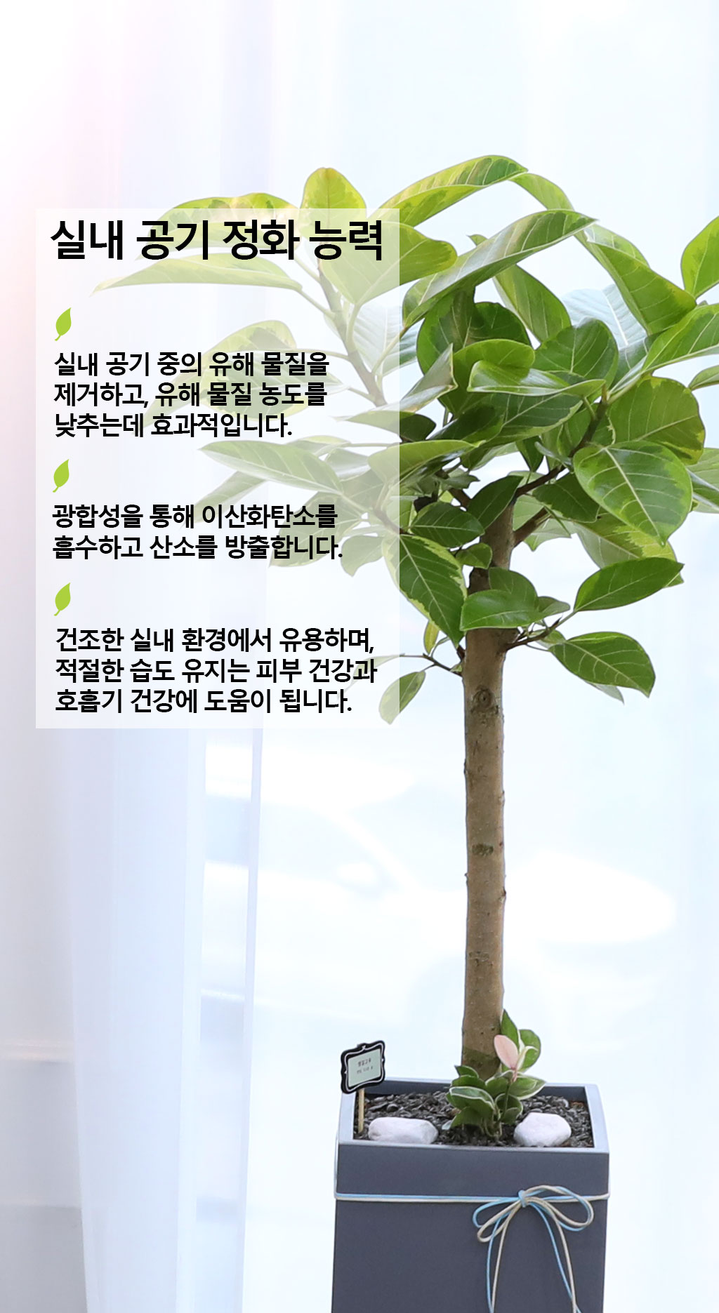 영원한 생명과 번영 - 뱅갈고무나무(대)