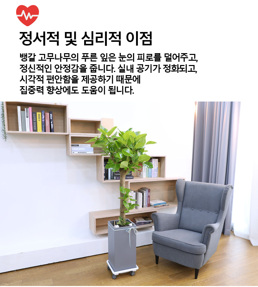 영원한 생명과 번영 - 뱅갈고무나무(대)