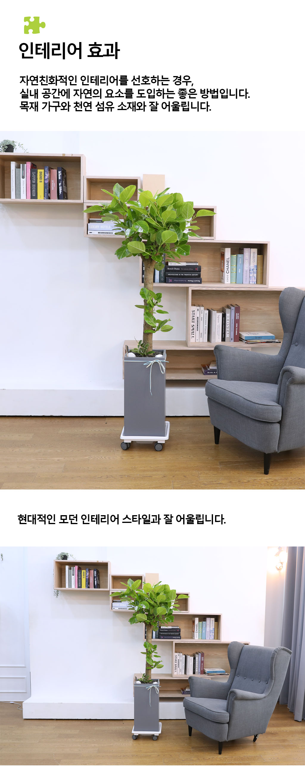 영원한 생명과 번영 - 뱅갈고무나무(대)
