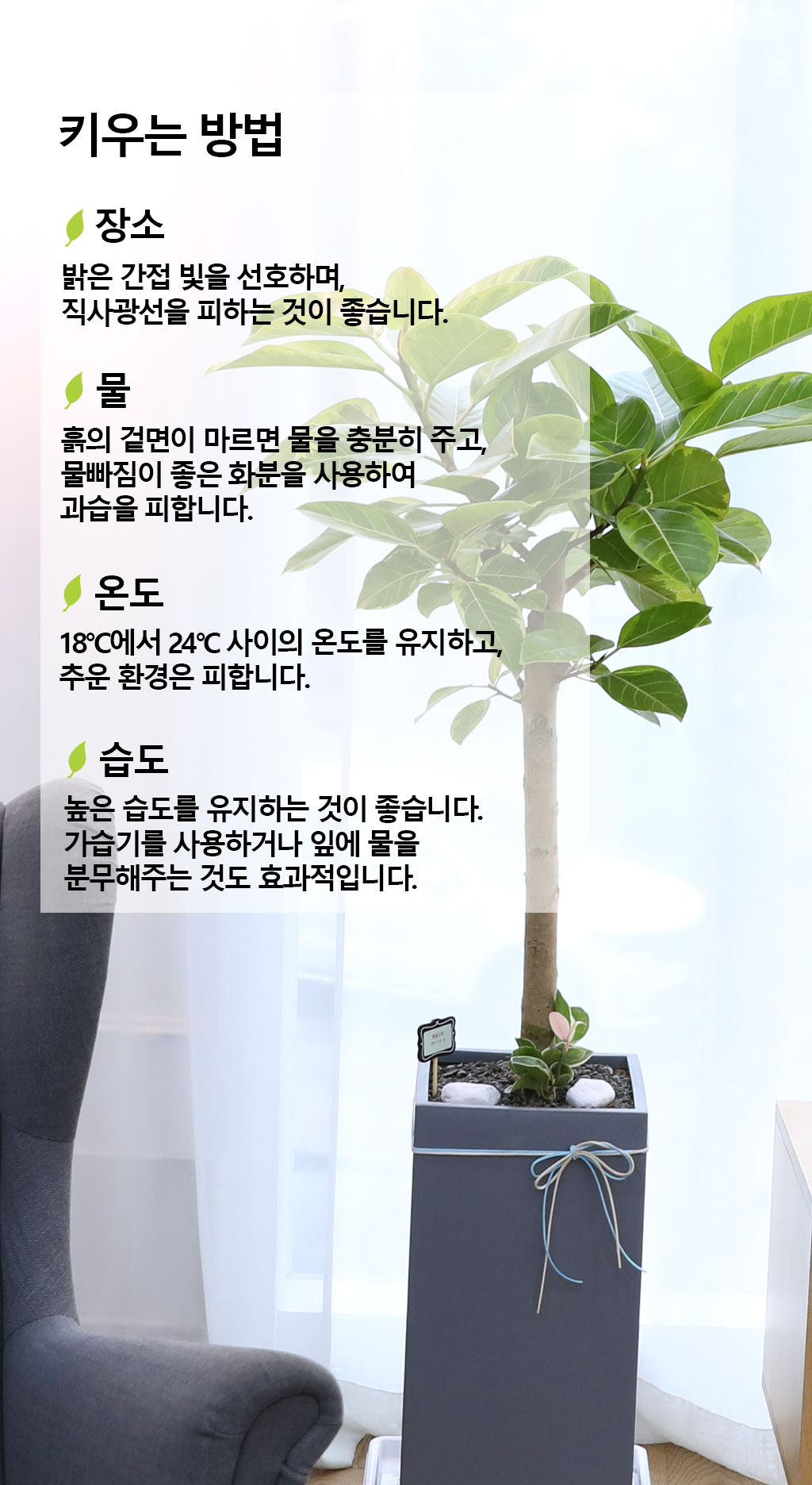 영원한 생명과 번영 - 뱅갈고무나무(대)