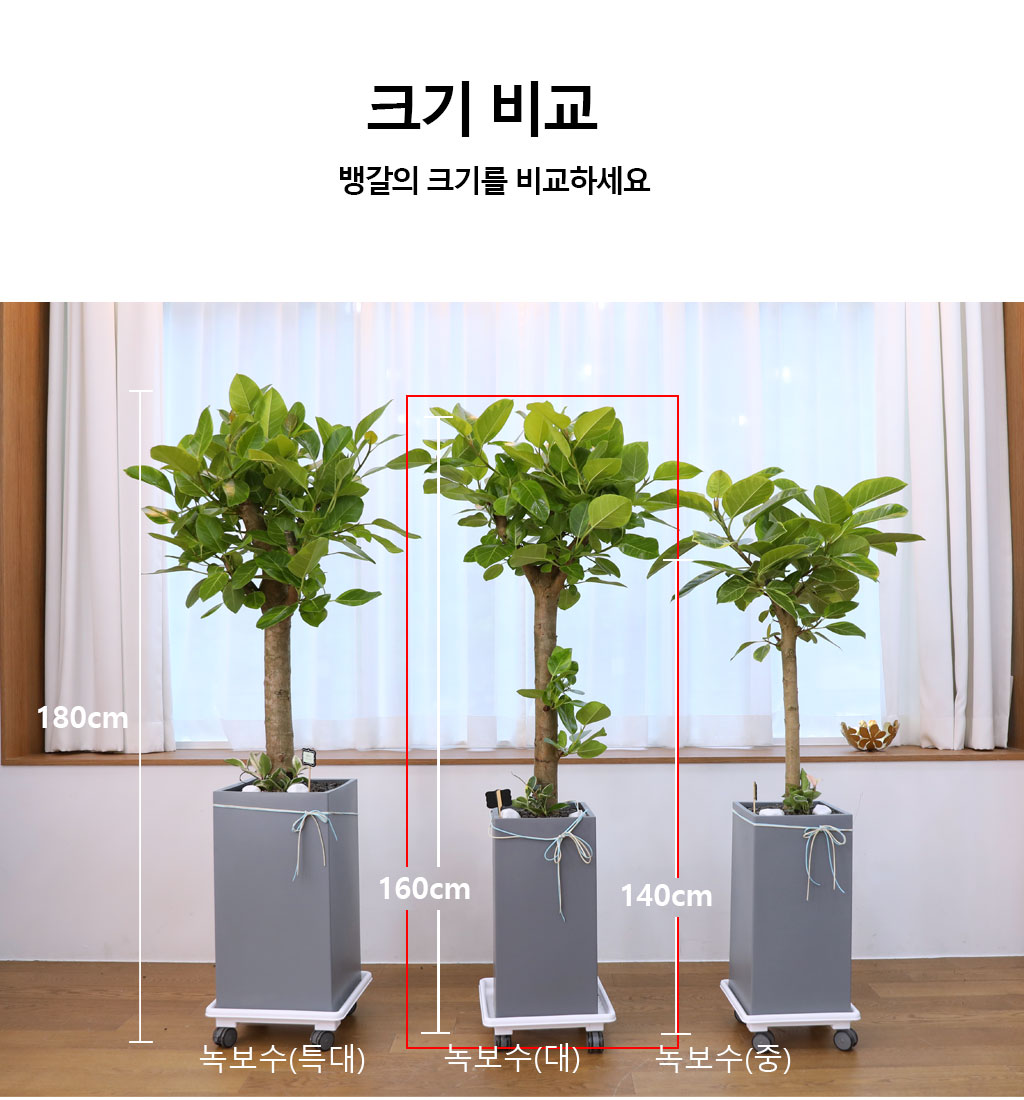 영원한 생명과 번영 - 뱅갈고무나무(대)