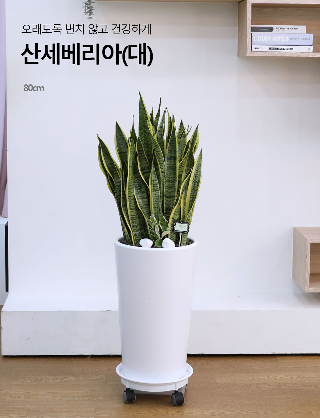 오래도록 변치 않고 건강하게 - 산세베리아(대)