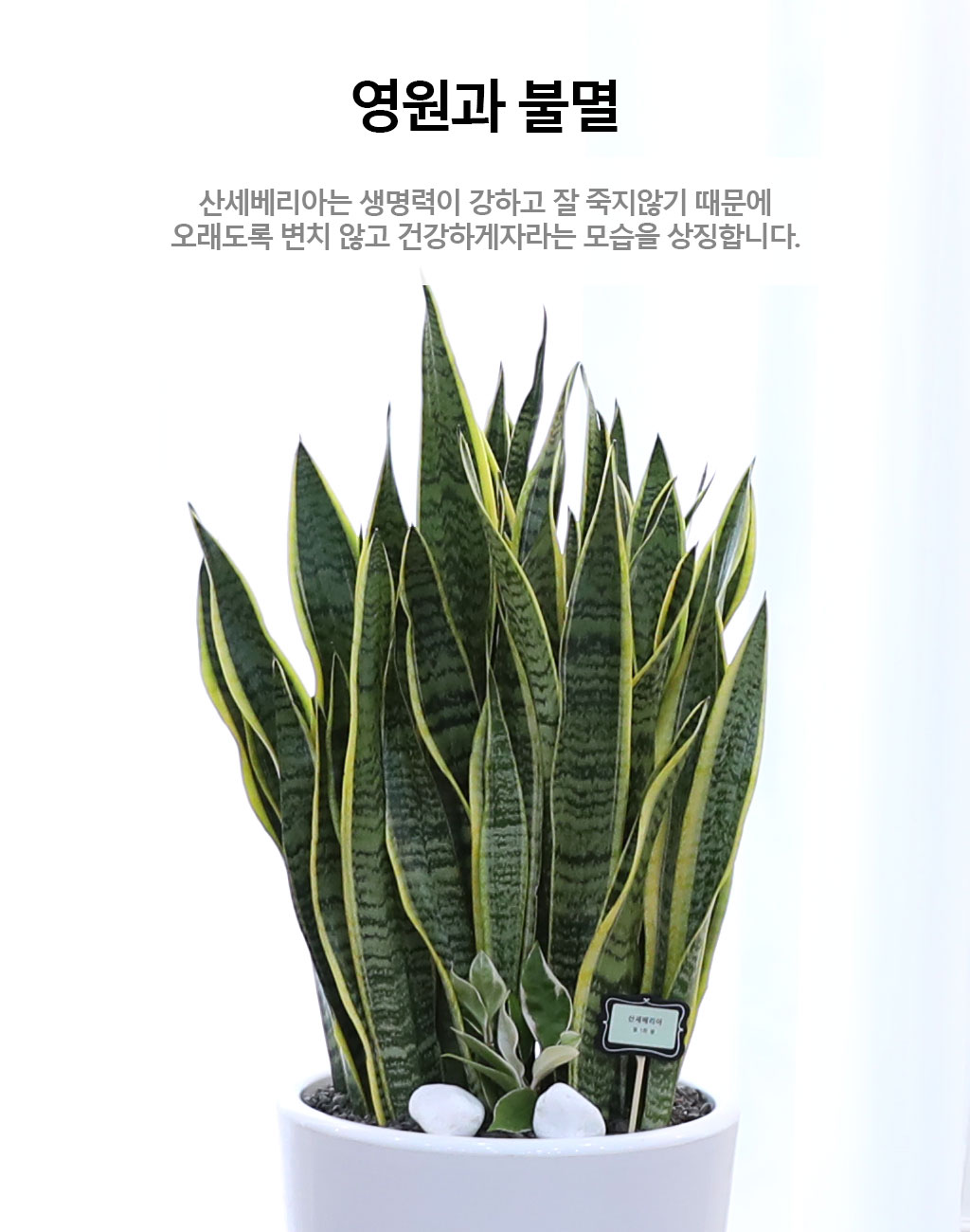 오래도록 변치 않고 건강하게 - 산세베리아(대)