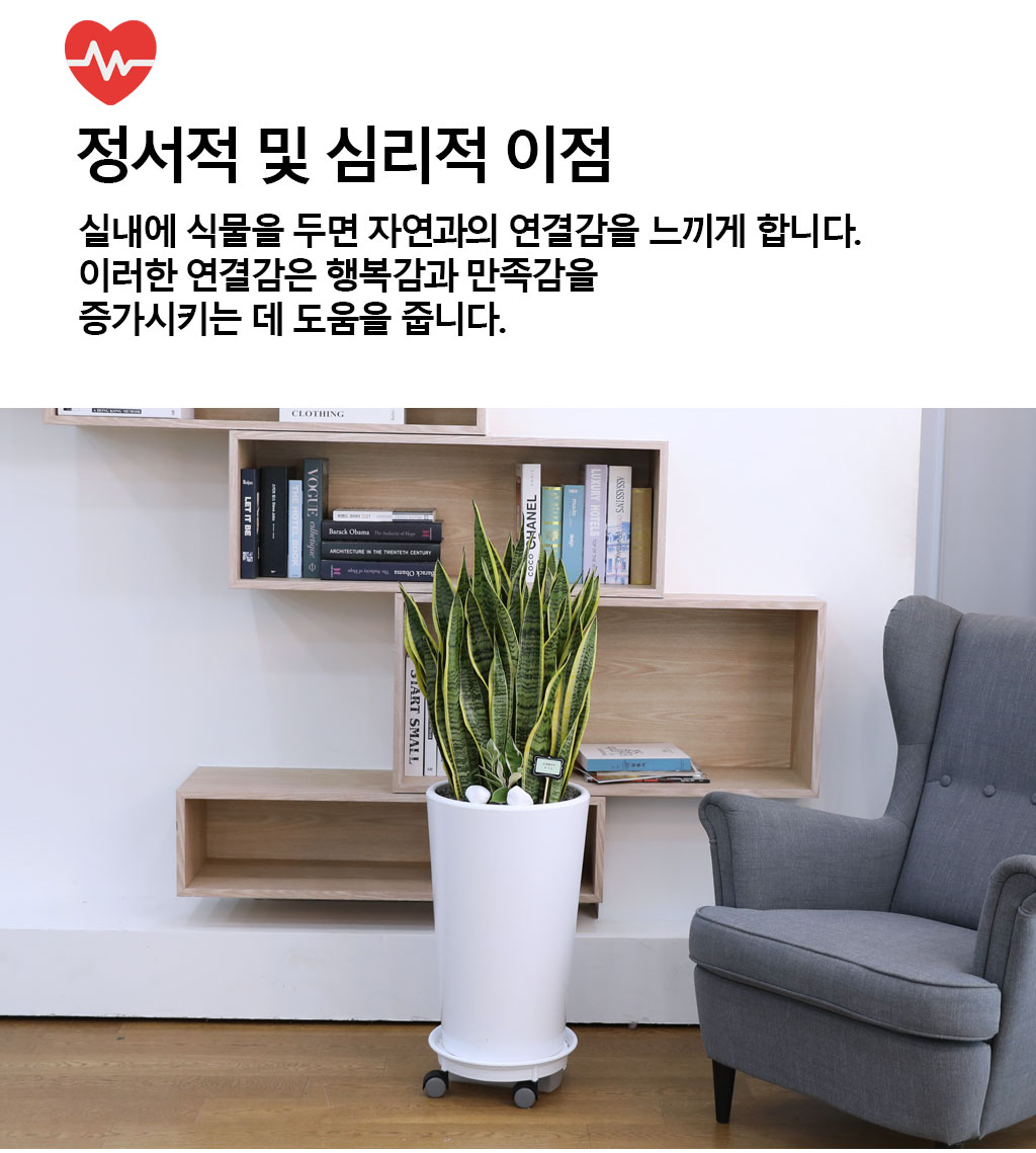 오래도록 변치 않고 건강하게 - 산세베리아(대)