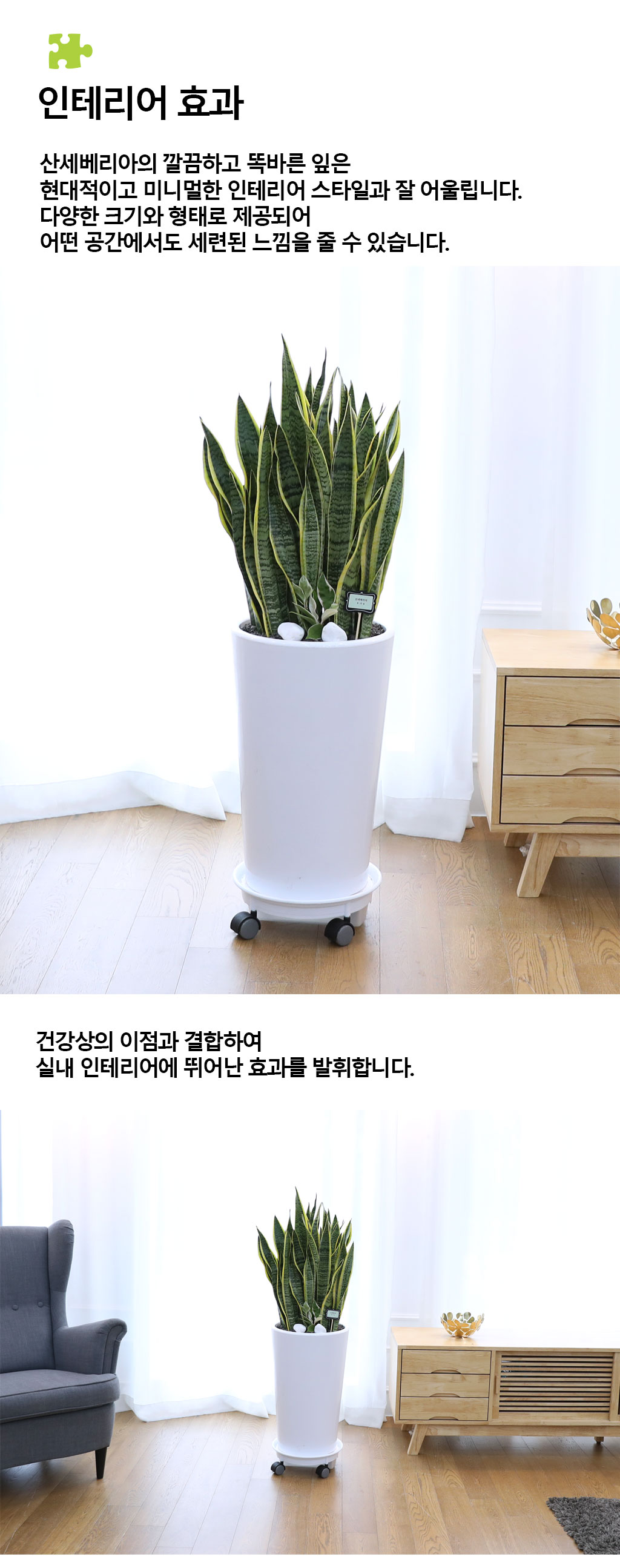 오래도록 변치 않고 건강하게 - 산세베리아(대)